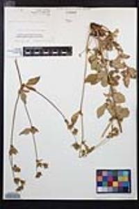 Drymocallis glandulosa image