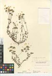 Leptosiphon parviflorus image