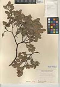Arctostaphylos pungens image