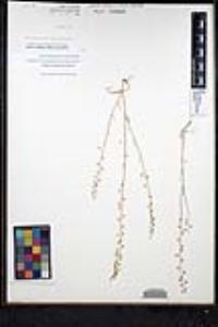 Thysanocarpus laciniatus image