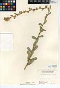 Hazardia squarrosa var. grindelioides image