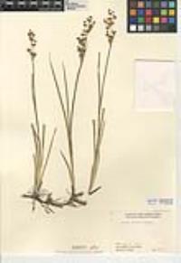 Juncus oxymeris image