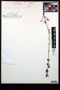 Delphinium hesperium subsp. cuyamacae image