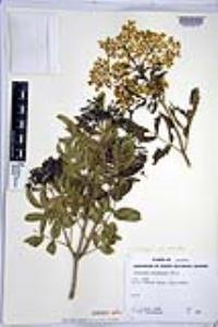 Sambucus nigra subsp. caerulea image