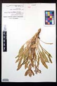 Oenothera cespitosa subsp. marginata image
