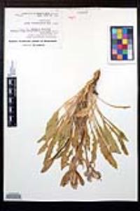 Oenothera cespitosa image