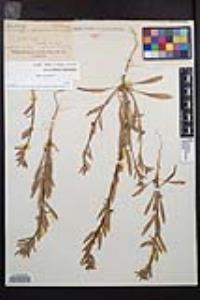 Camissoniopsis robusta image