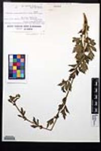 Geum aleppicum image