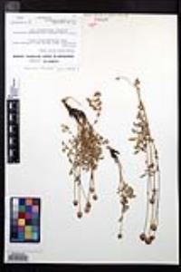 Poterium sanguisorba image