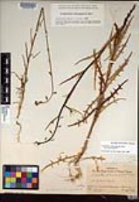 Caulanthus heterophyllus image