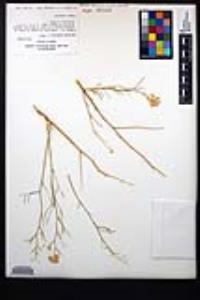 Lepidium fremontii image