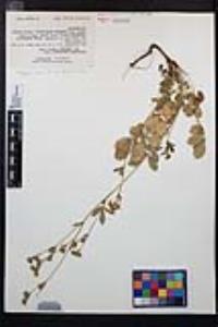 Drymocallis glandulosa var. reflexa image