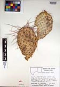 Opuntia polyacantha image