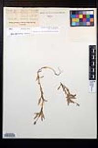 Oenothera pubescens image