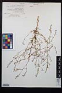 Gayophytum eriospermum image