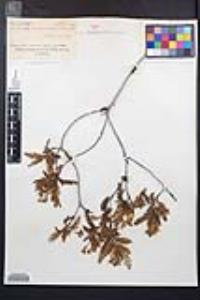 Chamaebatia australis image