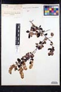 Ceanothus leucodermis image