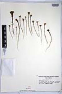 Amblyopappus pusillus image