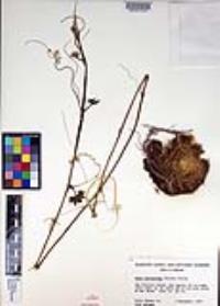 Marah macrocarpa image