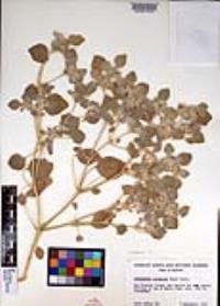 Croton setiger image