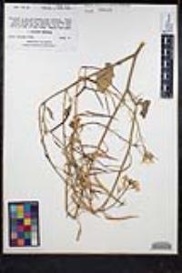 Raphanus raphanistrum image