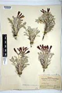 Astragalus coccineus image