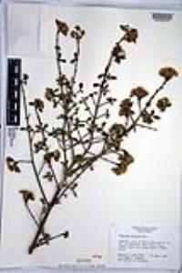 Viburnum obovatum image