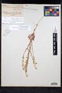 Thysanocarpus curvipes subsp. eradiatus image