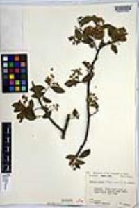 Ehretia anacua image