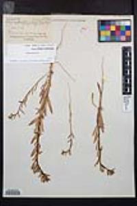 Camissoniopsis robusta image