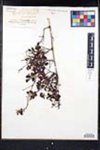 Ceanothus tomentosus var. olivaceus image