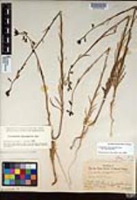Caulanthus heterophyllus var. heterophyllus image