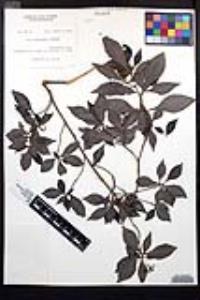 Fuchsia arborescens image