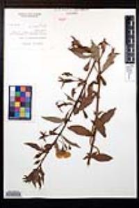 Ludwigia peruviana image