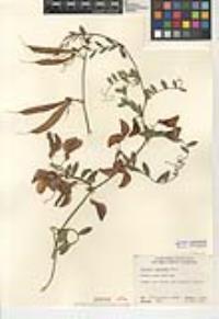 Lathyrus splendens image