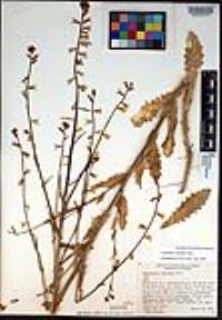 Caulanthus simulans image