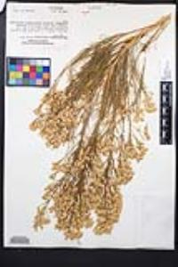 Ericameria paniculata image