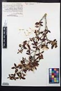 Cercocarpus ledifolius image