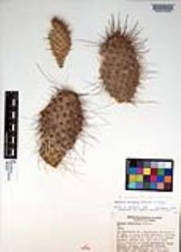 Opuntia polyacantha image