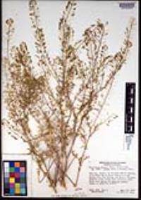 Descurainia pinnata subsp. glabra image