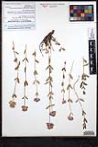 Lupinus bicolor image