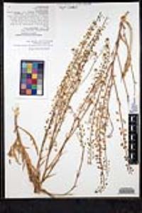Thysanocarpus curvipes subsp. eradiatus image