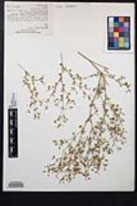 Fagonia laevis image