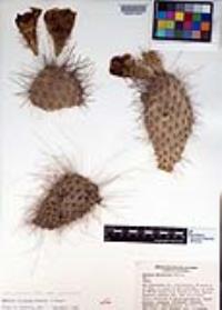 Opuntia polyacantha image