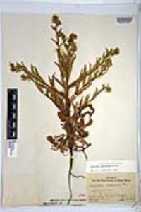 Ceanothus tomentosus var. olivaceus image