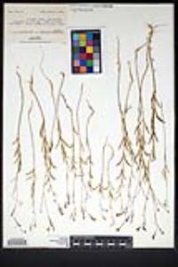 Gayophytum diffusum image