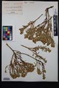 Ericameria suffruticosa image
