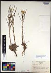 Erysimum perenne image