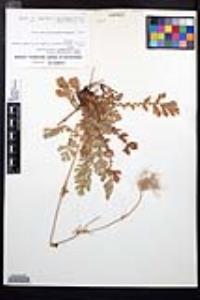 Geum triflorum image