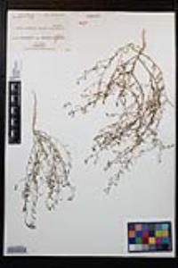 Gayophytum diffusum subsp. parviflorum image